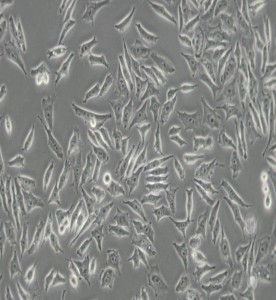 NCI-H358人非小細胞肺癌細胞主圖