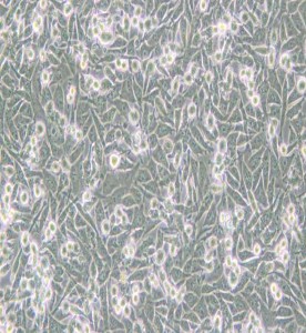 PaTu 8988t人胰腺癌細胞主圖