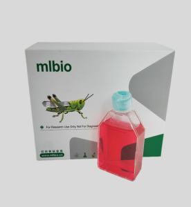 小鼠視網膜Muller細胞主圖