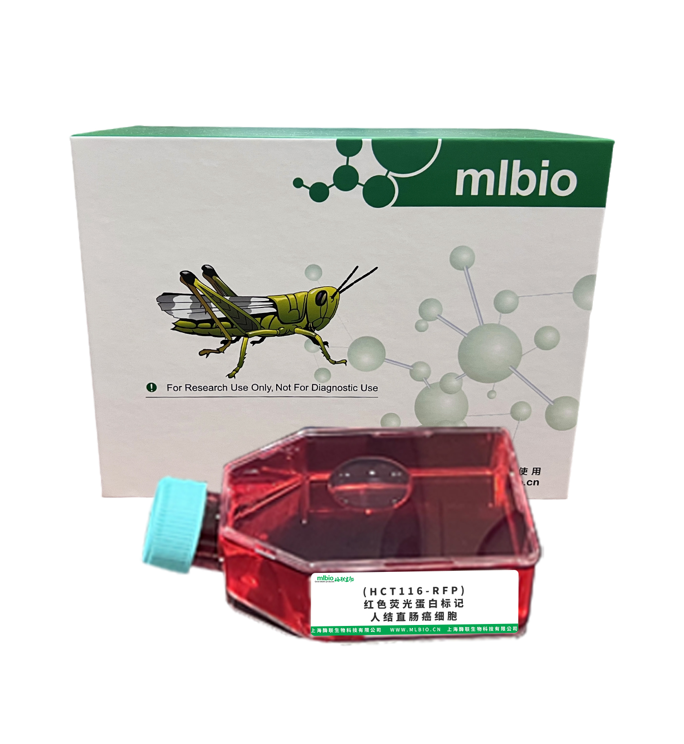 (HCT116-RFP)紅色熒光蛋白標(biāo)記人結(jié)直腸癌細胞主圖