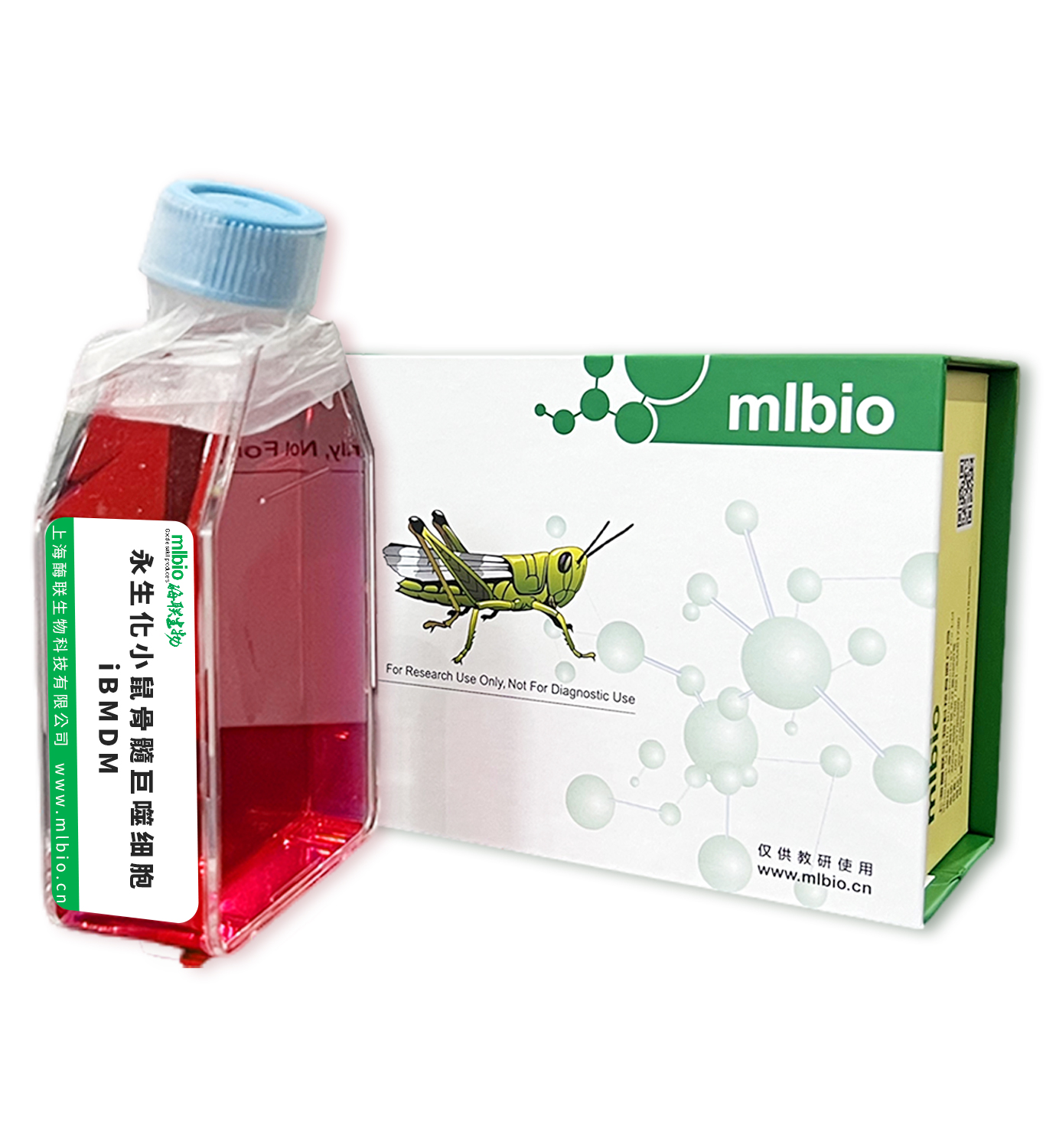永生化小鼠骨髓巨噬細胞；iBMDM主圖