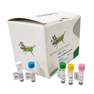 菊歐文氏菌玉米致病變種探針法qPCR試劑盒(不含內(nèi)參)主圖
